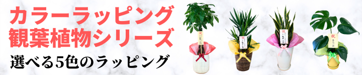 観葉植物通販のグリーンスマイル